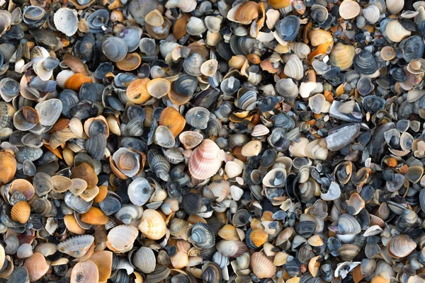 Eine Vielzahl von Muscheln zeigen Textur und Farbe an einem Sandstrand, während sie im frühen Morgenlicht fotografiert werden. Schwarzes Meer. Mamaia. Konstanz. Rumänien. warme Licht.alte satte Farben. — Stockfoto