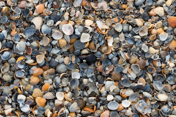 Eine Vielzahl von Muscheln zeigen Textur und Farbe an einem Sandstrand, während sie im frühen Morgenlicht fotografiert werden. Schwarzes Meer. Mamaia. Konstanz. Rumänien. warme Licht.alte satte Farben. — Stockfoto