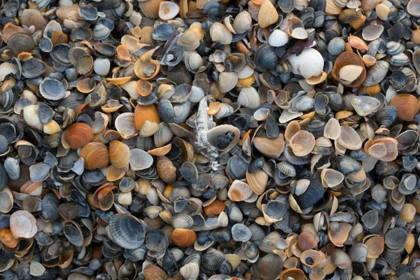 A wide variety of seashells display texture and color on a sandy beach while photographed in early morning light. Black Sea. Mamaia. Constanta. Romania. warm light.old rich colors. — Stock Photo, Image
