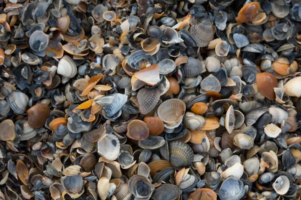 Ett brett utbud av snäckskal Visa textur och färg på en sandstrand medan fotograferad i tidiga morgonljuset. Svarta havet. Mamaia. Constanta. Rumänien. varma light.old rika färger. — Stockfoto