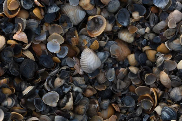 Eine Vielzahl von Muscheln zeigen Textur und Farbe an einem Sandstrand, während sie im frühen Morgenlicht fotografiert werden. Schwarzes Meer. Mamaia. Konstanz. Rumänien. warme Licht.alte satte Farben. — Stockfoto