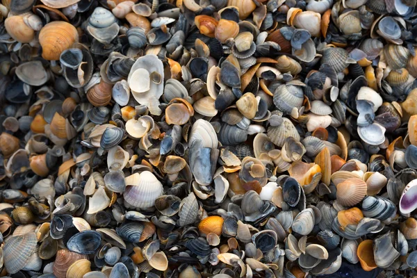 A wide variety of seashells display texture and color on a sandy beach while photographed in early morning light. Black Sea. Mamaia. Constanta. Romania. warm light.old rich colors. Stock Photo