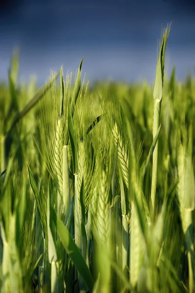 Ears of wheat. Background of fresh spring Green yellow wheat field ears close up with shallow depth Nature backdrop. Dramatic sky interpretation. HDR