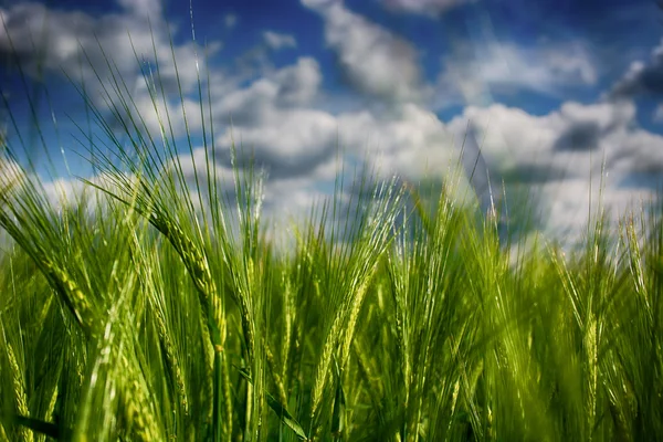 Ears of wheat. Background of fresh spring Green yellow wheat field ears close up with shallow depth Nature backdrop. Dramatic sky interpretation. HDR
