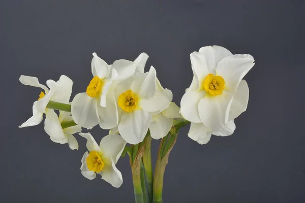 Narcissen bloem — Stockfoto