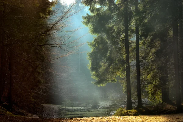 Ακτίνες του φωτός μέσα από τα δέντρα. τέλη φθινοπώρου τοπίο Εικόνα Αρχείου
