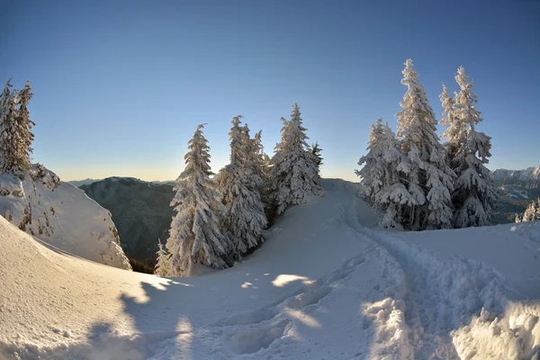 História de inverno. nascer do sol no topo da montanha Postavarul — Fotografia de Stock