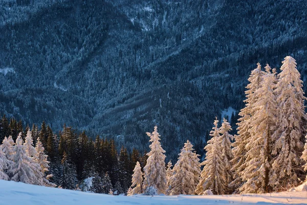 História de inverno. nascer do sol no topo da montanha Postavarul — Fotografia de Stock