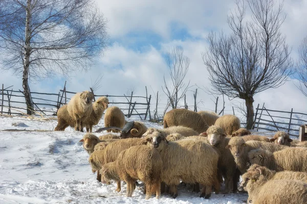 Flock of sheep in a stunning alpine landscape ,Holbav,Transylvania,Romania,Europe Stock Image