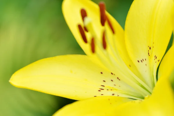 Kwiaty ogrodowe żółtą lilię na niewyraźne tło naturalne — Zdjęcie stockowe