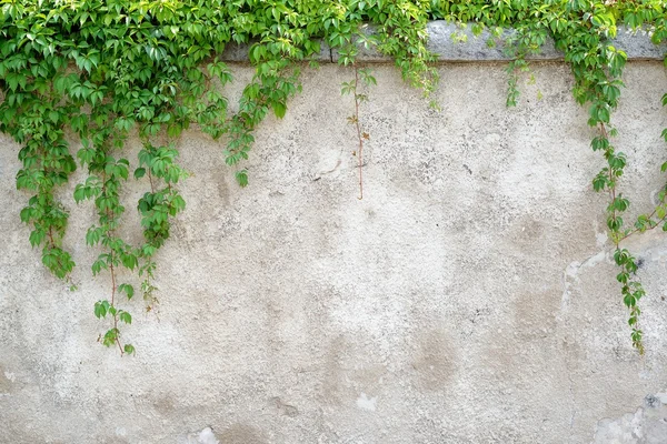 Yaprakları gri duvar arka plan üzerinde tırmanma