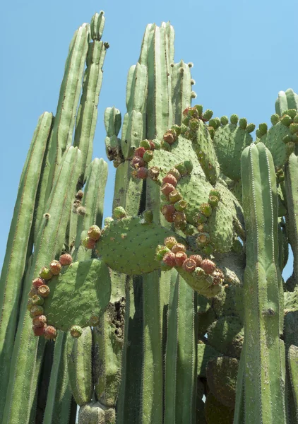 Specie di cactus trovate nel Messico centrale Immagine Stock