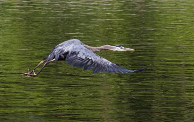 Büyük bir mavi balıkçıl, Tulpehocken Deresi üzerinde olağanüstü tüylerini ve geniş kanat açıklığını sergiler.