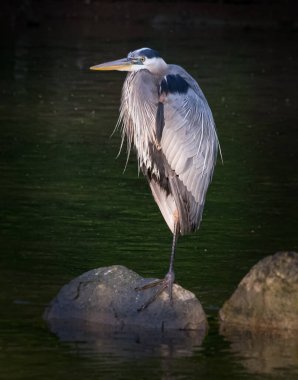 Büyük Mavi Balıkçıl sabah ışığında bir kayanın üzerinde duruyor.