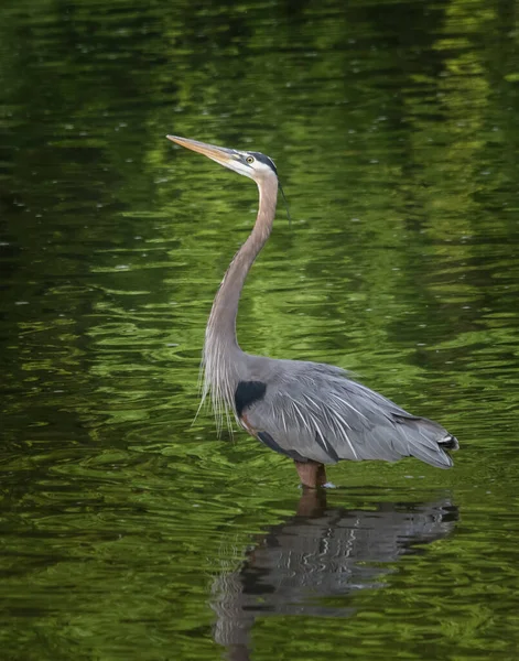 Ein Großer Blaureiher Steht Stolz Tulpehocken Creek Osten Von Pennsylvania — Stockfoto