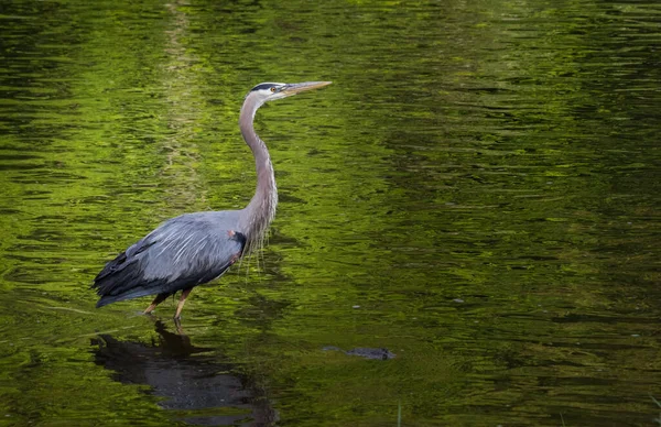 Grande Garça Azul Caminha Lentamente Longo Tulpehocken Creek Leste Pensilvânia — Fotografia de Stock