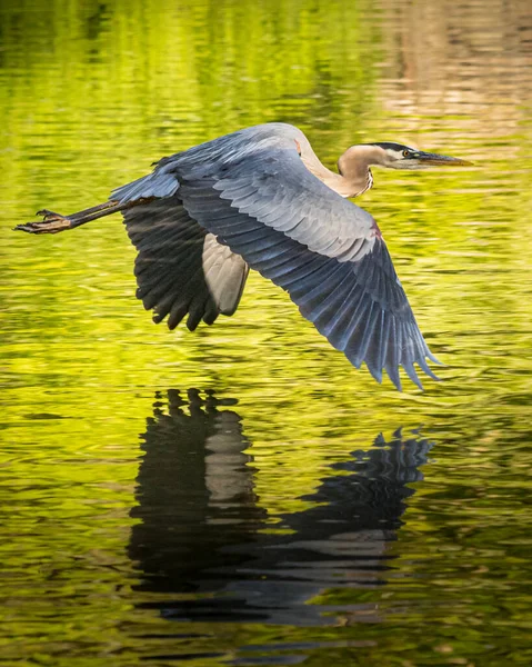 Velká Modrá Volavka Vznáší Nad Tulpehocken Creek Jednoho Jasného Rána — Stock fotografie