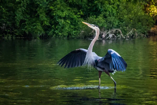 Great Blue HeronがPaのReading近くのTulpehocken Creekで披露されます — ストック写真