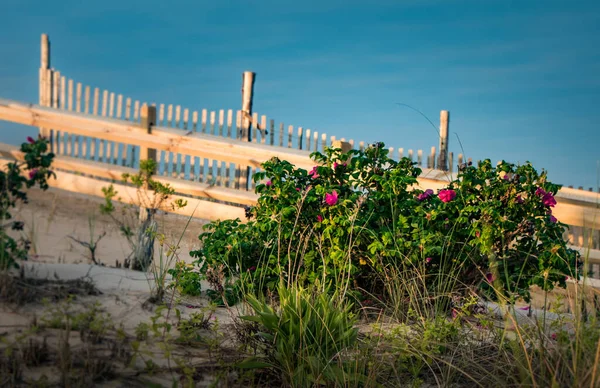 Arbustos Verdes Exuberantes Flores Vermelhas Adornam Entrada Para Esta Praia — Fotografia de Stock