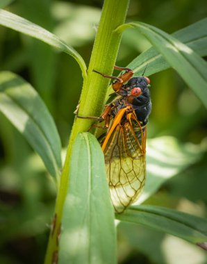 Pensilvanya 'nın doğusunda bir çayırdaki ince bir bitkiye tüneyen periyodik bir ağustos böceğinin makro portresini kapat.