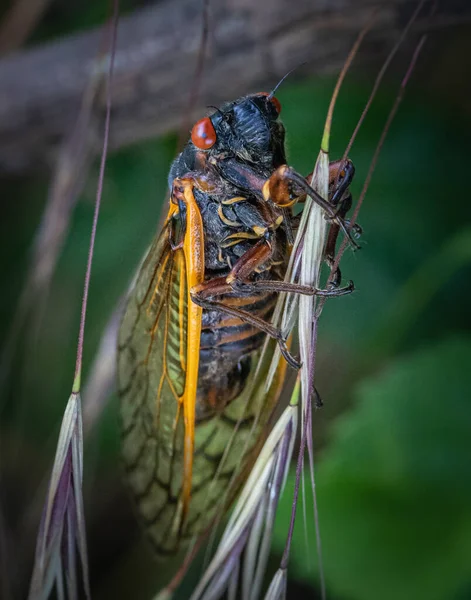 Close Macro Portrait Periodical Cicada Perching Slender Plant Meadow Eastern — Stock Photo, Image