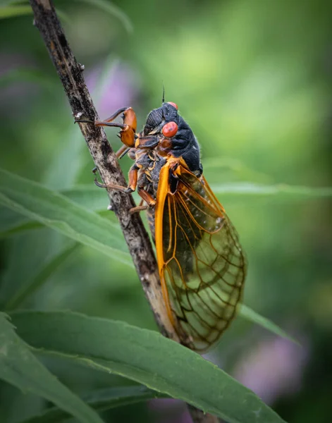 Macro Ritratto Ravvicinato Una Cicala Periodica Appollaiata Una Pianta Slanciata — Foto Stock