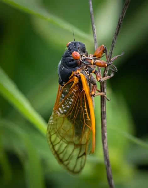 Close Macro Portrait Periodical Cicada Perching Slender Plant Meadow Eastern — Stock Photo, Image