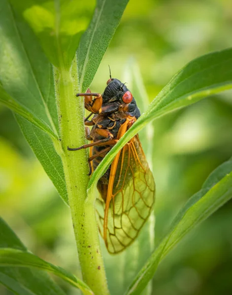 Close Macro Portrait Periodical Cicada Perching Slender Plant Meadow Eastern — Stock Photo, Image