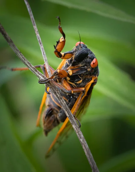 Close Macro Portrait Periodical Cicada Perching Slender Plant Meadow Eastern — Stock Photo, Image
