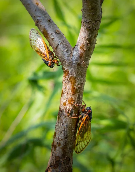 Close Macro Portrait Two Periodical Cicadas Sharing Small Tree Branch — Stock Photo, Image