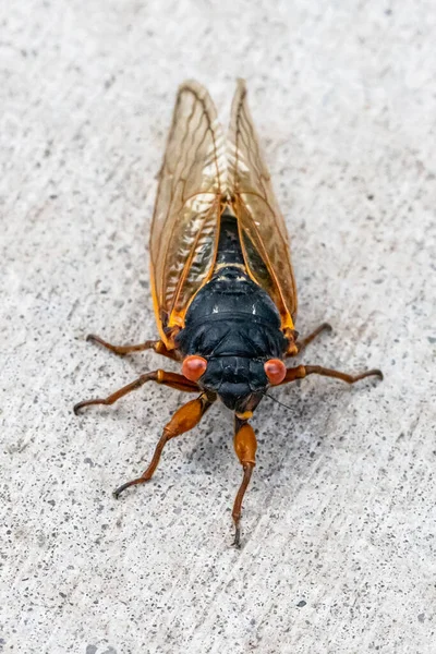 Tváří Tvář Zavřít Makro Portrét Periodické Cicada Stojící Světlém Pozadí Stock Fotografie
