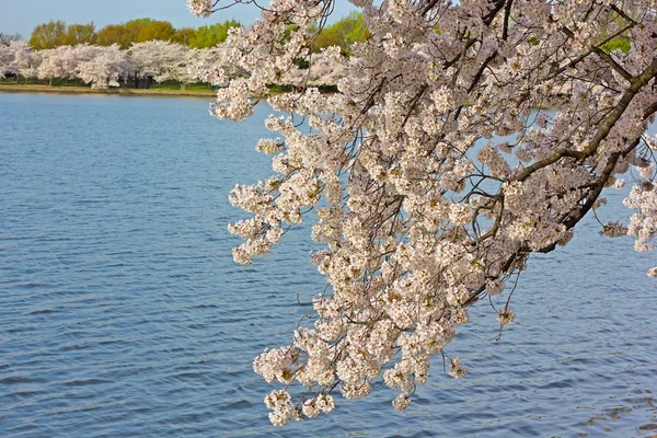 Flor de cerezo alrededor de la Cuenca de la Marea en Washington DC, EE.UU. . — Foto de Stock