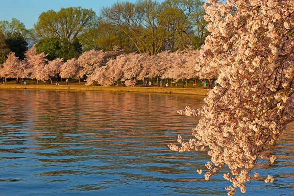 Pico de flores de cerezo alrededor de la Cuenca de la Marea en Washington DC, EE.UU. . —  Fotos de Stock