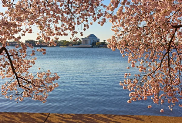 Thomas Jefferson Memorial enmarcado en flores de cerezo en Tidal Basin en Washington DC . —  Fotos de Stock