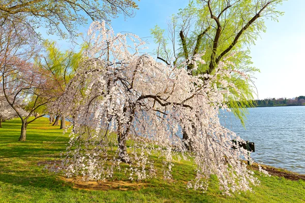 Cherry blossom in Washington DC. — Stock Photo, Image