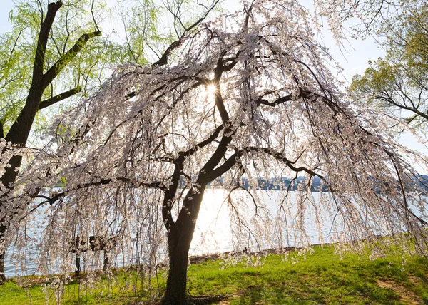 Cherry Blossom em Washington DC . — Fotografia de Stock