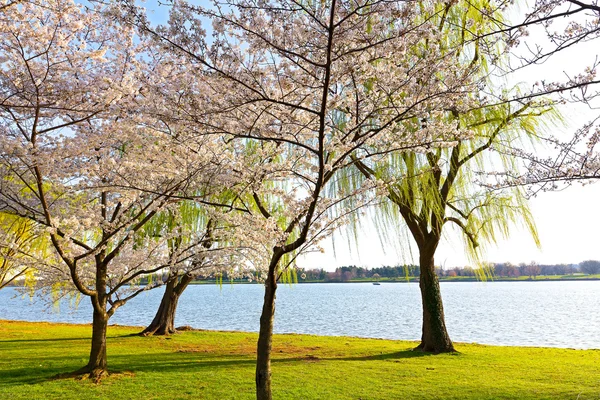 Flor de cerezo en Washington DC . —  Fotos de Stock