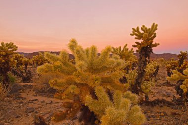 Cholla Kaktüs Bahçesi, Joshua Tree Ulusal Parkı, Kaliforniya, ABD. Renkli gökyüzüne karşı keskin dikenleri olan büyük bitkiler ve çöl manzarasında ufukta görünen dağlar..