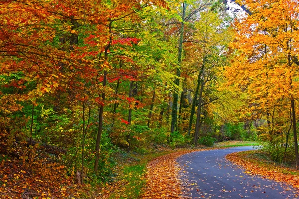 Noi arboreto nazionale in autunno, Washington Dc. — Foto Stock