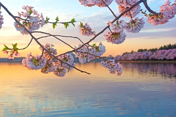 Alberi di ciliegio in fiore intorno al bacino di Tidal, Washington DC . — Foto Stock