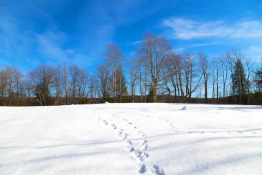 Ayak kar ve arka plan üzerinde bir ormanı.