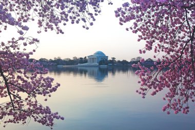 Thomas Jefferson Memorial kiraz sırasında bize sermaye çiçek.