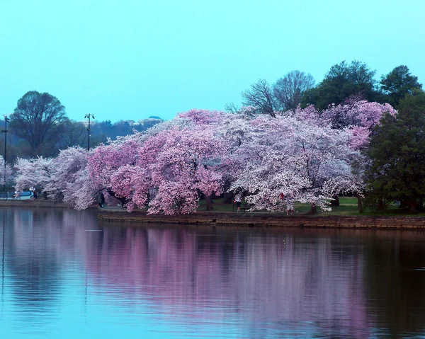 Třešňové stromy v květu kolem přílivové, Washington Dc. — Stock fotografie