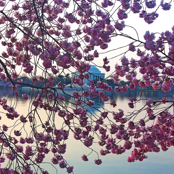 Thomas Jefferson Memorial during cherry blossom festival in Washington DC — Stock Photo, Image