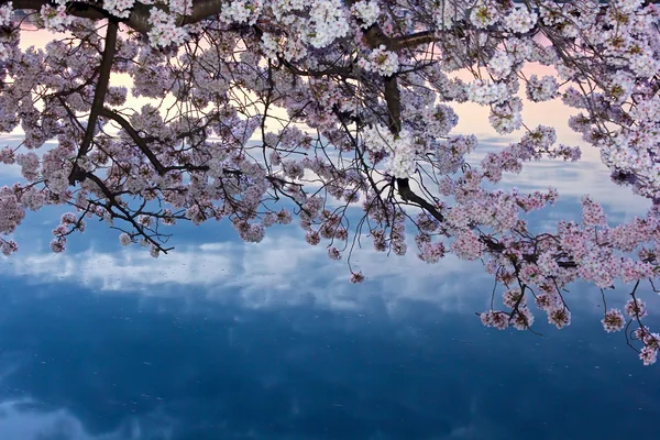 Cherry trees in blossom around Tidal Basin, Washington DC — Stock Photo, Image