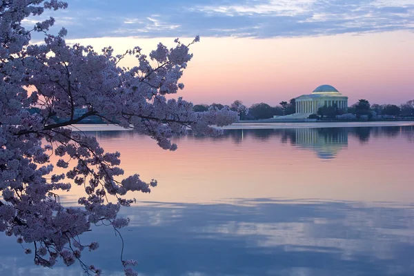 Cherry trees in blossom around Tidal Basin, Washington DC — Stock Photo, Image