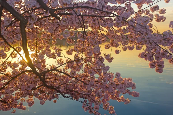 Blühende Kirschbäume im Morgengrauen rund um das Gezeitenbecken, Washington dc. — Stockfoto