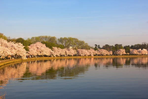 Cherry blossom at dawn around Tidal Basin, Washington DC. — Stock Photo, Image