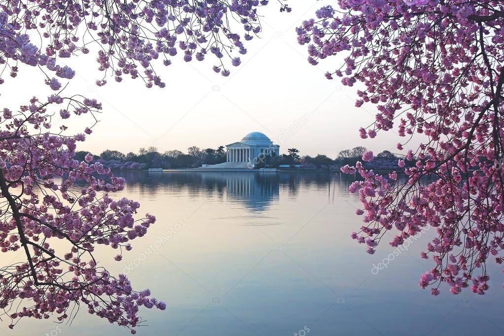 Thomas Jefferson Memorial during cherry blossom in US capital.
