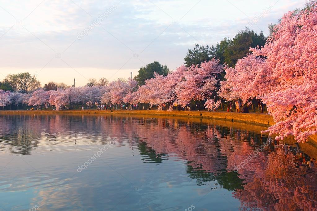 Blossoming cherry trees at dawn around Tidal Basin, Washington DC.